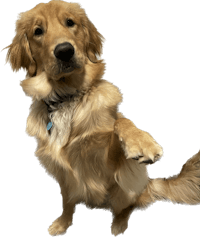 a golden retriever dog with its paw up