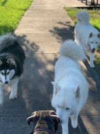 three huskies and a dog walking down a sidewalk