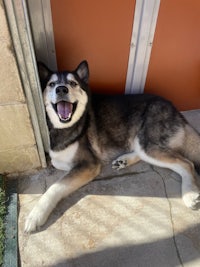 a husky dog laying on the ground next to a door