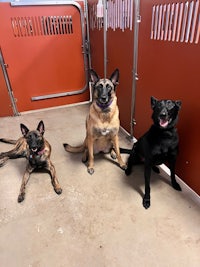 three black and brown dogs sitting in a kennel