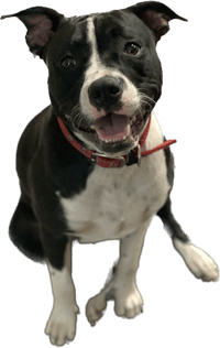 a black and white dog sitting on a black background