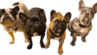 four french bulldogs standing next to each other