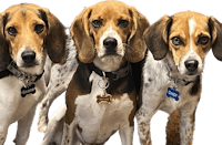 three beagles standing in front of a black background