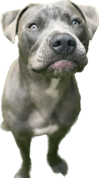 pit bull png - pit bull png - pit bull png - pit bull png - pit bull